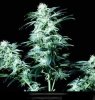 cannabis_northern_lights1.jpg
