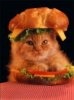 kitty burger.jpg