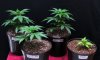 BBCD, WOS MK, HSO OGK, and BBC clones.jpg