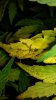 Diseased leaf.jpg