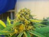 #2 F8D3 Out of tent bud closeup.JPG