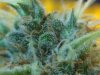 #2 F9D1 Out of tent trichome closeup 2.JPG