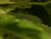 early trichs2.png