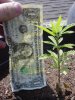 plant a with dollar.jpg