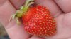first strawberry (980x551).jpg