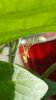 molting mantis (563x1000).jpg
