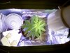 grow box_flouro 2.jpg