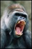 foto-s-van-geeuwen-gorilla-nb18724.jpg