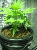 Sativa grow. 11-23-14 025.jpg