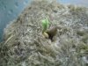 babies first sight of seeds (10).JPG