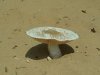 desert mushroom.jpg