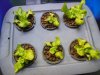 lettuce2315.jpg