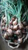 Onion harvest 100815.jpg