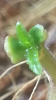 4 new leaves.png