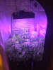 Whole_Grow_2017-03-06 17.23.17 HDR.png