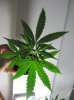 smallest_cannabis_clone5.jpg