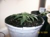 Mary Jane, Profile view - August 10th, day 17.jpg