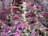 shiva & super skunk 5 weeks into flower. 2 days under 180w 021 Medium Web view.jpg