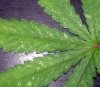 marijuana-leaf-closeup-thrip-damage-sm.jpg