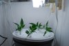 day35andnewcuttings002.jpg