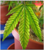 Magnesium_Deficiency_in_Marijuana_Plants.PNG