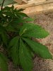 Cannabis Leaf.jpg