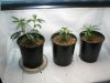 clones planted 1 week after others.jpg