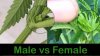 male-vs-female-cannabis-difference.jpg