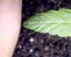 fed 16 tall ladie leaf 2 brown spots look like drops of wter wit fert.jpg