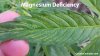 Cannabis-Magnesium-Deficiency-3-1024x576.jpg