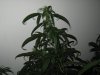 Durban poison before proplems started..jpg