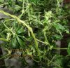 167465d1147080548-i-wanted-get-seed-grows-these-2dizzy-vine-5-med.jpg