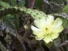 Cactus Flower.JPG