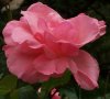 Pink Rose.JPG