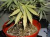 Help my plant some leaves are turning yellow and some brown spots.jpg