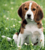 beagle-puppies-for-sale1.gif