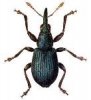 beetle4.jpg
