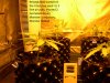 9thsept2010 transfer'd the 4 test bag seed  to 3 litre air pots. Planted 2 Eva Seeds Green Monst.jpg