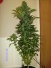 Tallest Plant.jpg