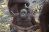 george_zaharoff_blog_kalimantan_mongabay_com_orangutan_penis.jpg