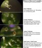 trichome_color_chart.jpg