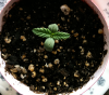 Plant Week 1.7.png
