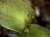 embryonic leaves day 2 3-20-11.jpg