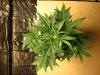 Plant 1 - Day 42 Top.jpg