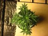 Plant 3 - Day 42 Top.jpg