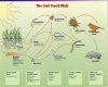 soil food web.jpg