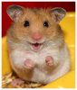 cute-hamster-21.jpg