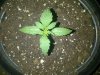 pinapple express 1. 2 weeks above soil.jpg