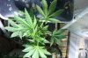 Strawberry Cough From seed.jpg