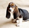 article-page-main_ehow_images_a05_bj_e5_information-basset-hound-ear-problems-800x800.jpg
